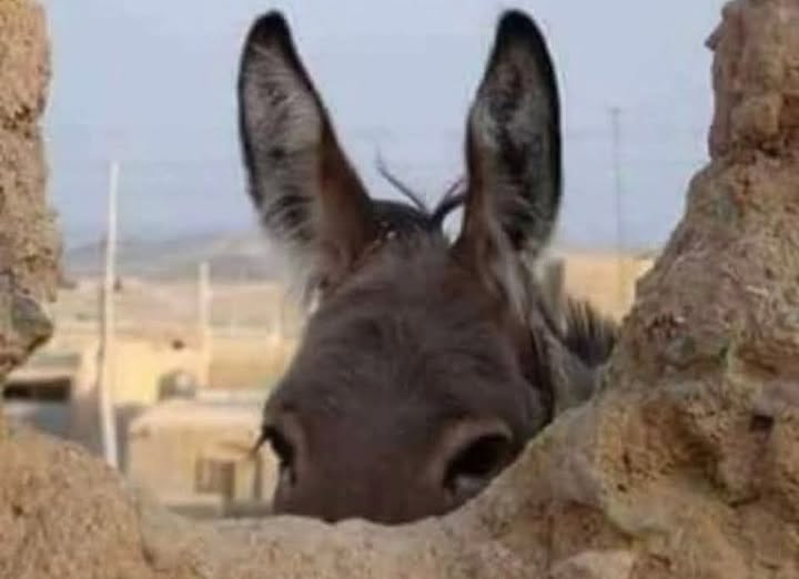 صورة إضافية للعقار