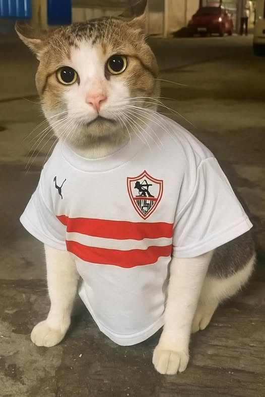 صورة إضافية للعقار